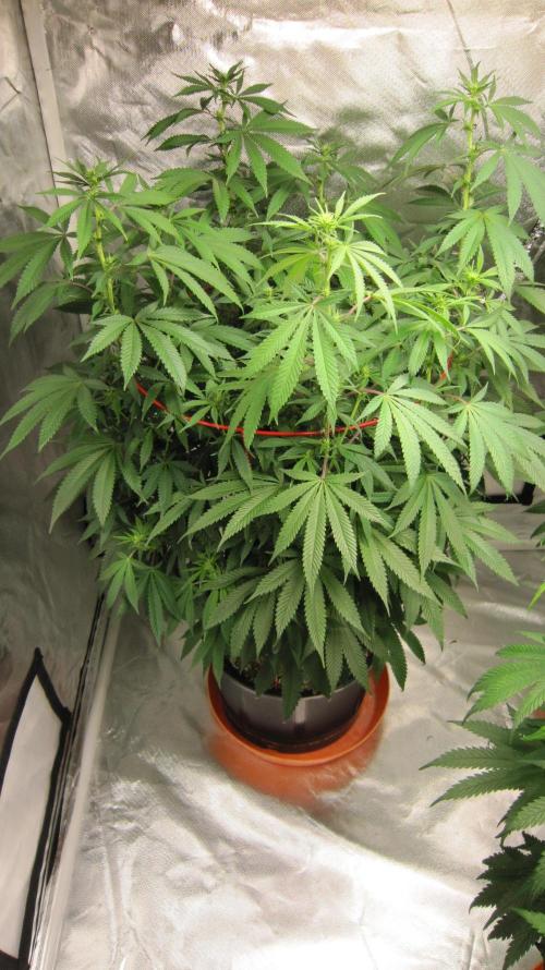 Gelatdos Jabb... My crossing.. Week 16 - Plant #1