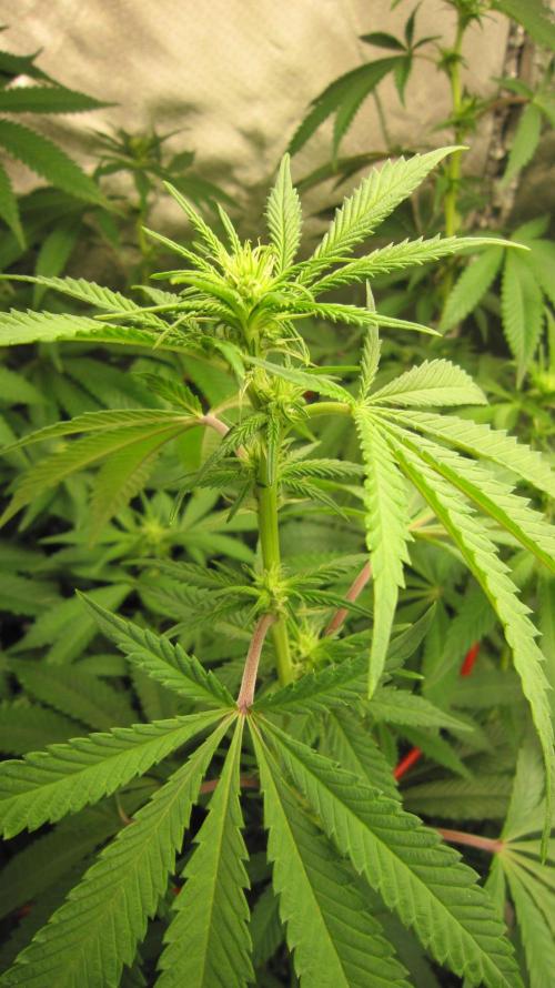 Gelatdos Jabb... My crossing.. Week 16 - Plant #1