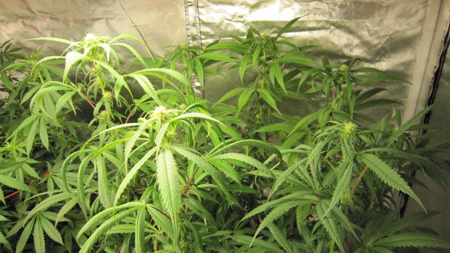 Gelatdos Jabb... My crossing.. Week 16 - Plant #2