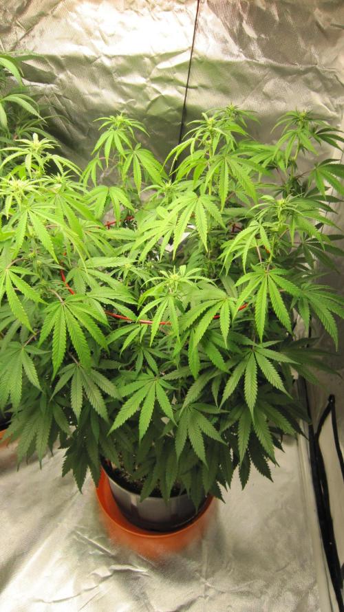 Gelatdos Jabb... My crossing.. Week 16 - Plant #3