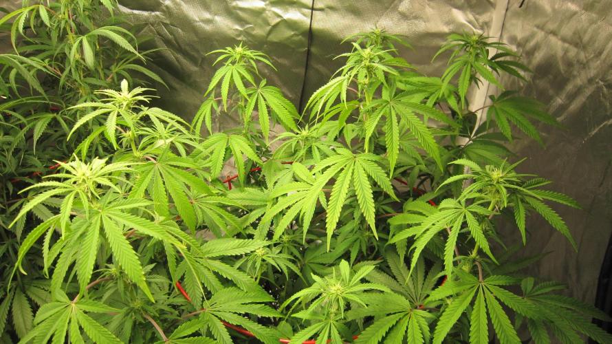 Gelatdos Jabb... My crossing.. Week 16 - Plant #3