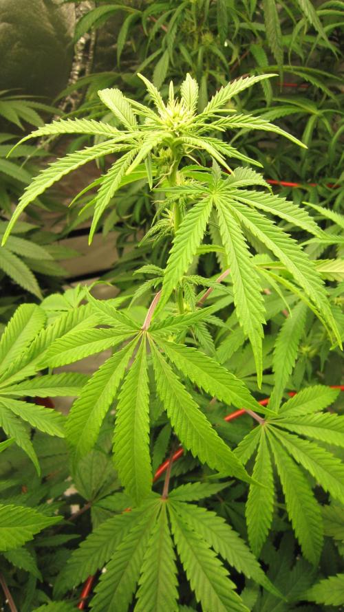 Gelatdos Jabb... My crossing.. Week 16 - Plant #3