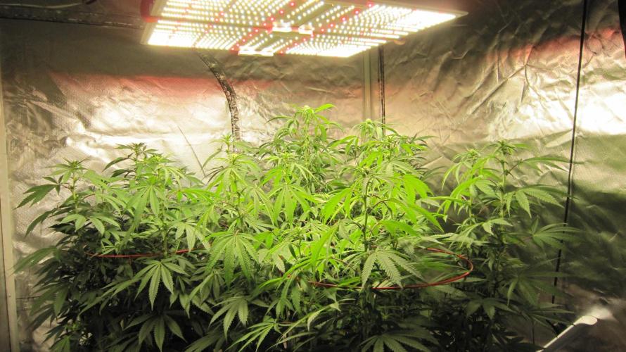 Gelatdos Jabb... My crossing.. Week 16 - Spider Farmer Light - SF-4000