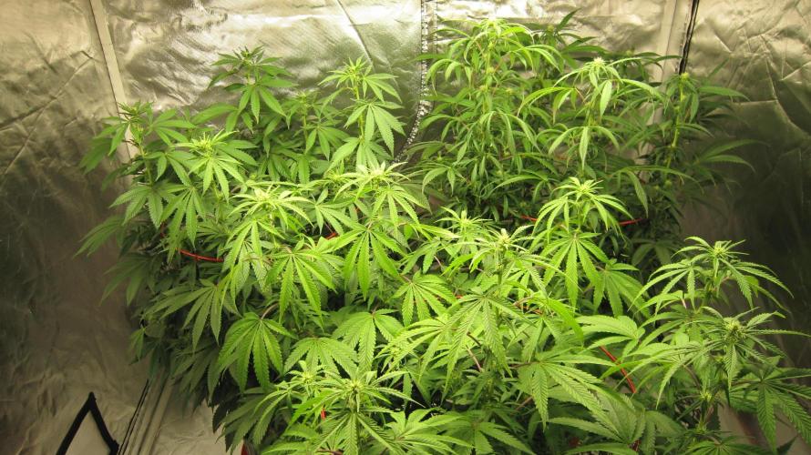 Gelatdos Jabb... My crossing.. Week 16