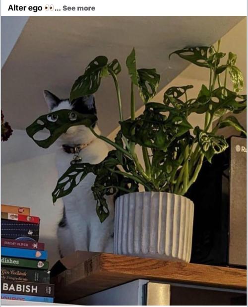 Gelatdos Jabb... My crossing.. Week 16 - Peek a boo... I see you.