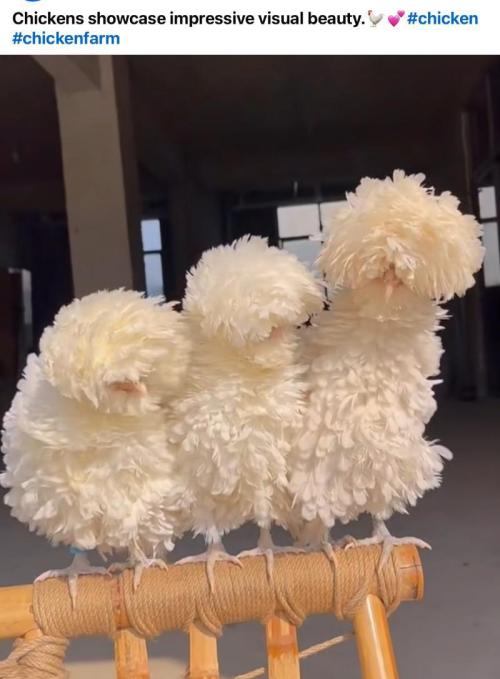 Gelatdos Jabb... My crossing.. Week 16 - Fluff Crew