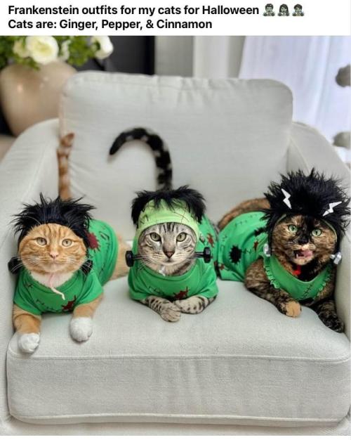 Gelatdos Jabb... My crossing.. Week 16 - Tough Crew.