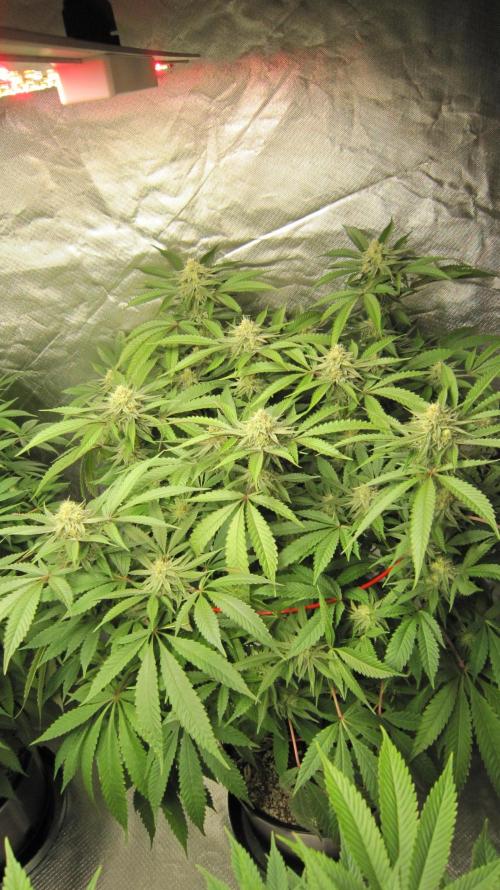 💪🔥⚡ Hulk OG - by IZI. Week 17 - Hulk OG