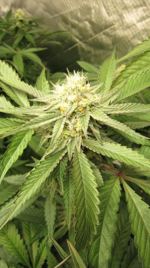 💪🔥⚡ Hulk OG - by IZI. Week 17 - Hulk OG