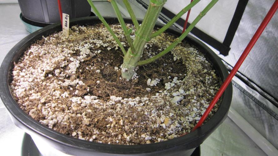 💪🔥⚡ Hulk OG - by IZI. Week 17 - Hulk OG