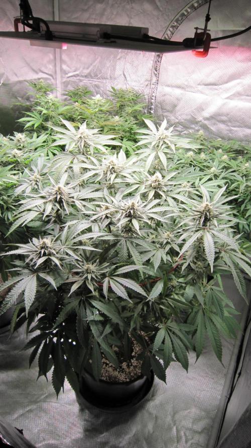 💪🔥⚡ Hulk OG - by IZI. Week 17 - Hulk OG