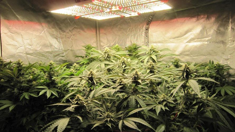 💪🔥⚡ Hulk OG - by IZI. Week 17 - Spider Farmer Light. SF-4000.