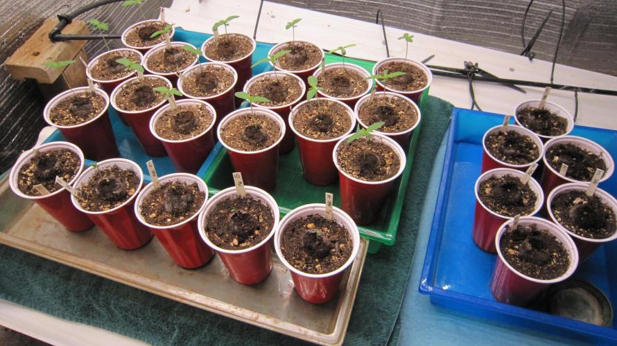 Runtz Mintz Cream by SnowShoe Joe. Week 1 - Starting some older MAC seeds also. They will get their own diary next week.