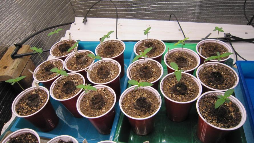 Runtz Mintz Cream by SnowShoe Joe. Week 1 - Runtz Mintz Cream.  (RMC) Regular seeds