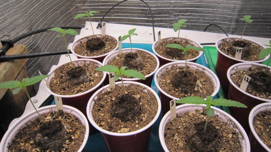 Runtz Mintz Cream by SnowShoe Joe. Week 1 - Plants 1 to 8