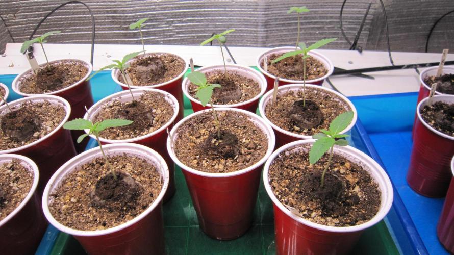 Runtz Mintz Cream by SnowShoe Joe. Week 1 - Plants 9 to 16