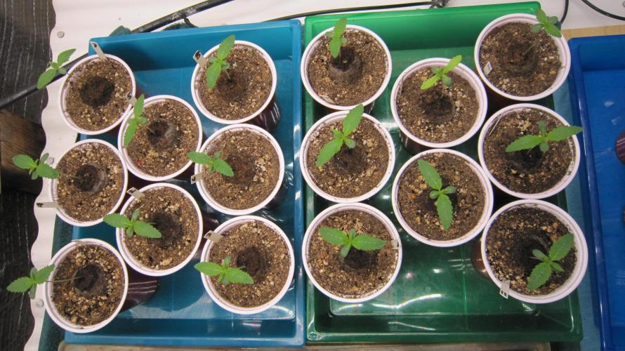 Runtz Mintz Cream by SnowShoe Joe. Week 1 - RMC From the top.