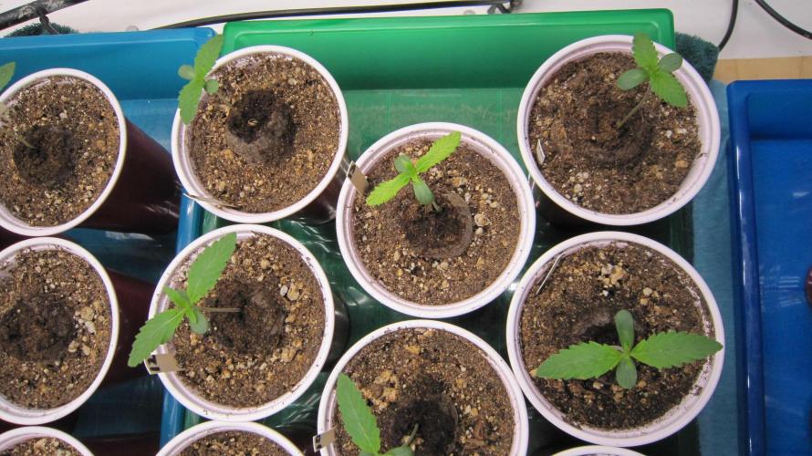 Runtz Mintz Cream by SnowShoe Joe. Week 1 - Odd Light Green one. Odd shaped leaves too. There's one in every crowd.