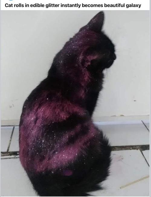 Runtz Mintz Cream by SnowShoe Joe. Week 1 - Nebula Cat.