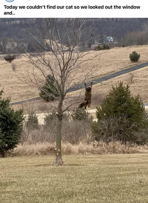 Runtz Mintz Cream by SnowShoe Joe. Week 1 - The bird got away.