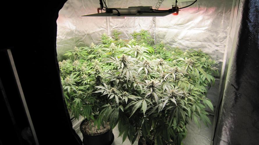 🍋 Lemon 🍊 Mandarin 😎 🤗 🤩. Week 18 - In this tent - Lemon Mandarin  3 Plants - Hulk OG 1 Plant