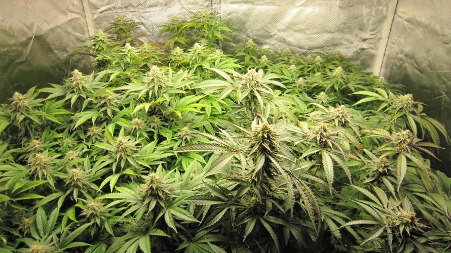 🍋 Lemon 🍊 Mandarin 😎 🤗 🤩. Week 18 - Group Shot.