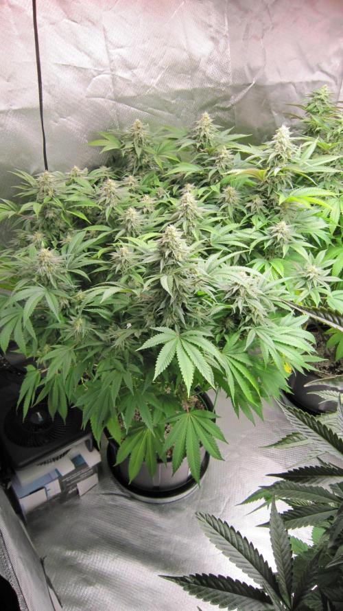 🍋 Lemon 🍊 Mandarin 😎 🤗 🤩. Week 18 - Plant #1