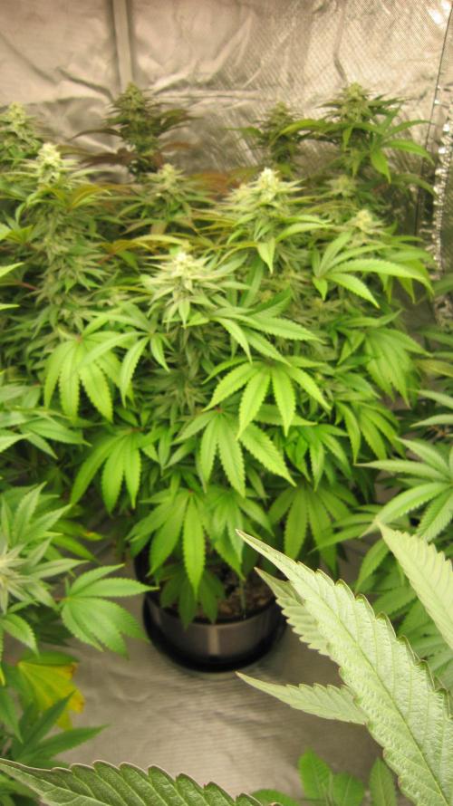 🍋 Lemon 🍊 Mandarin 😎 🤗 🤩. Week 18 - Plant #2