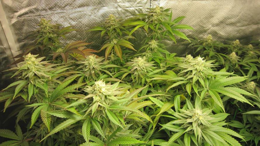 🍋 Lemon 🍊 Mandarin 😎 🤗 🤩. Week 18 - Plant #2