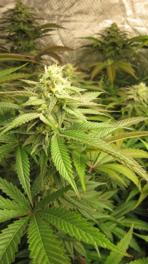 🍋 Lemon 🍊 Mandarin 😎 🤗 🤩. Week 18 - Plant #2