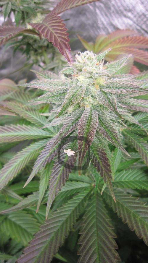 🍋 Lemon 🍊 Mandarin 😎 🤗 🤩. Week 18 - Plant #2 - Don't know where this spent male flower came from? I'll have to look?