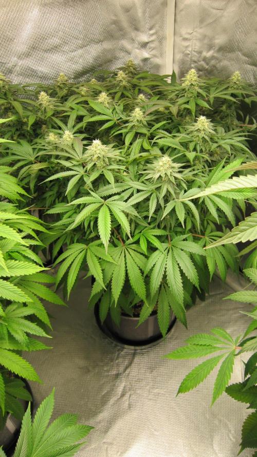 🍋 Lemon 🍊 Mandarin 😎 🤗 🤩. Week 18 - Plant #3