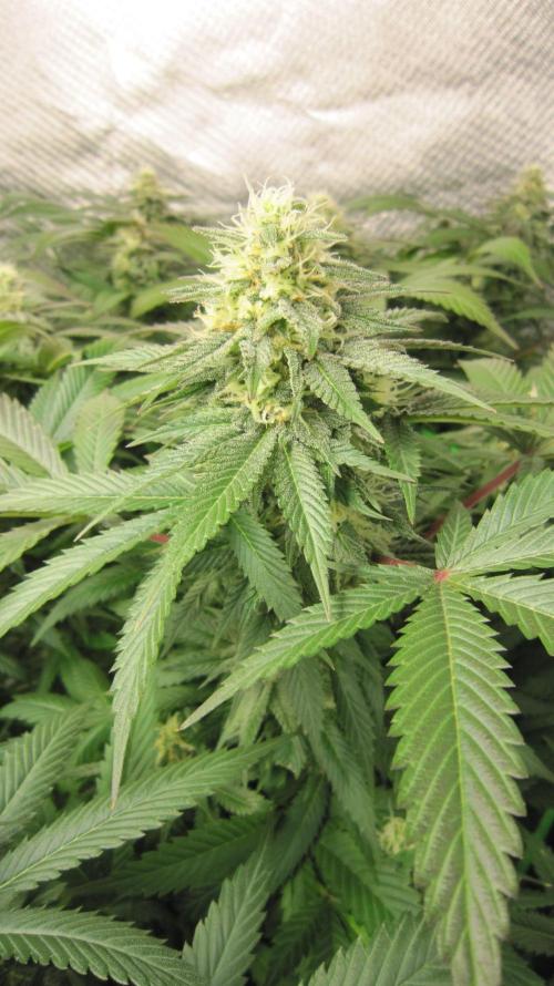 🍋 Lemon 🍊 Mandarin 😎 🤗 🤩. Week 18 - Plant #3