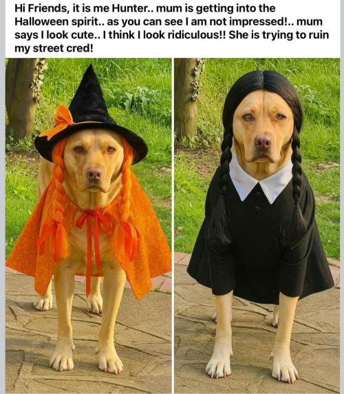 🍋 Lemon 🍊 Mandarin 😎 🤗 🤩. Week 18 - The "Wednesday" look suits the dog's scowl.