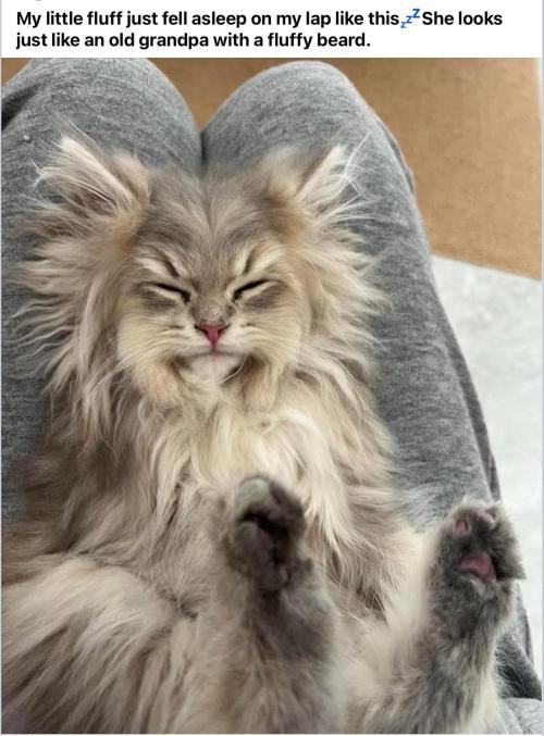 🍋 Lemon 🍊 Mandarin 😎 🤗 🤩. Week 18 - Fluff Ball.