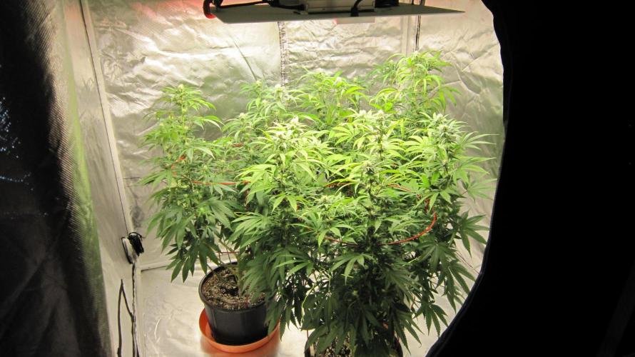 Gelatdos Jabb... My crossing.. Week 17 - Gelatdos Jabb - 3 female plants from reg seeds.