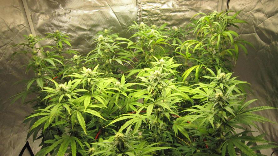 Gelatdos Jabb... My crossing.. Week 17 - Group Shot.