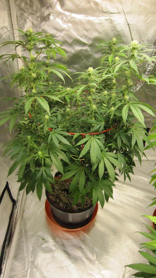 Gelatdos Jabb... My crossing.. Week 17 - Plant #1