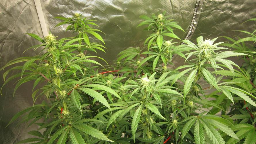 Gelatdos Jabb... My crossing.. Week 17 - Plant #1