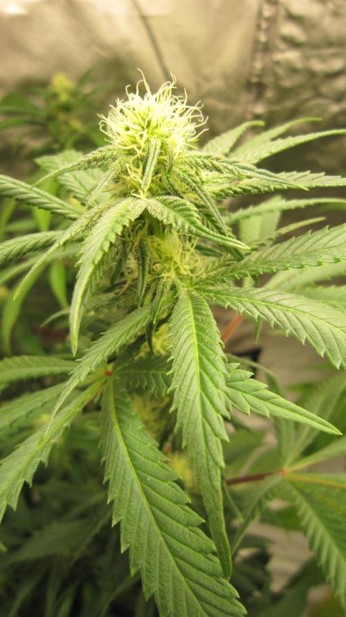 Gelatdos Jabb... My crossing.. Week 17 - Plant #1 More white pistils than last week means bigger buds when mature.