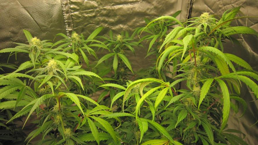 Gelatdos Jabb... My crossing.. Week 17 - Plant #2