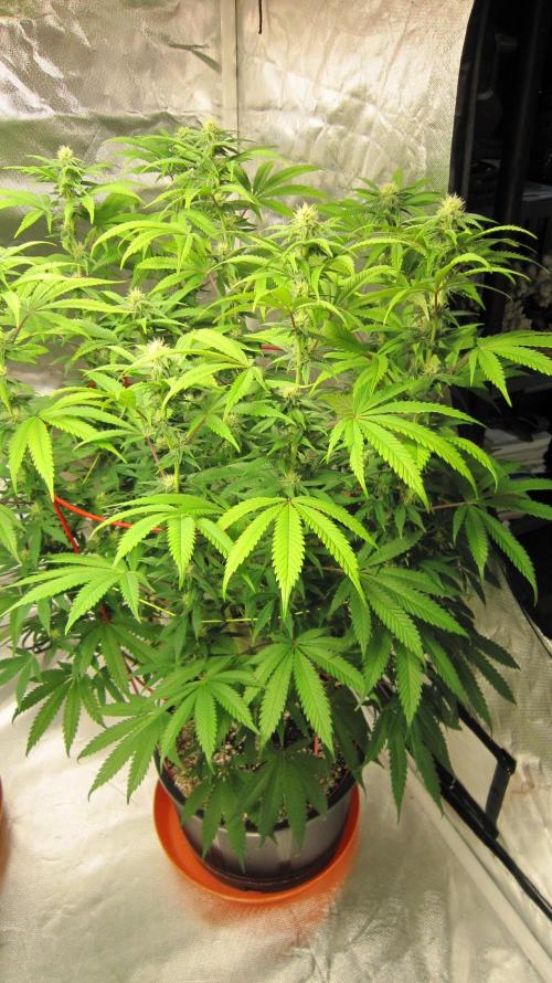 Gelatdos Jabb... My crossing.. Week 17 - Plant #3