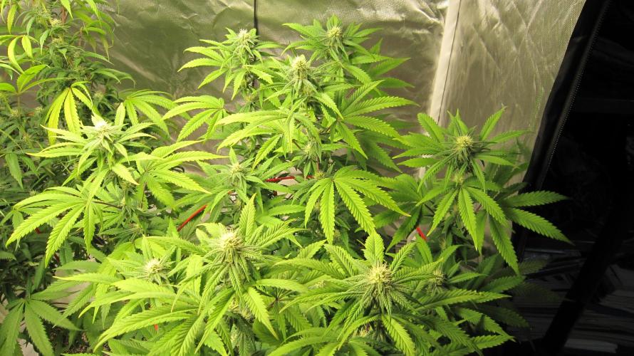 Gelatdos Jabb... My crossing.. Week 17 - Plant #3