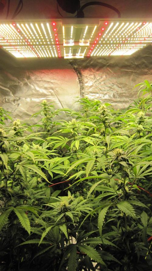 Gelatdos Jabb... My crossing.. Week 17 - Spider Farmer Light SF-4000