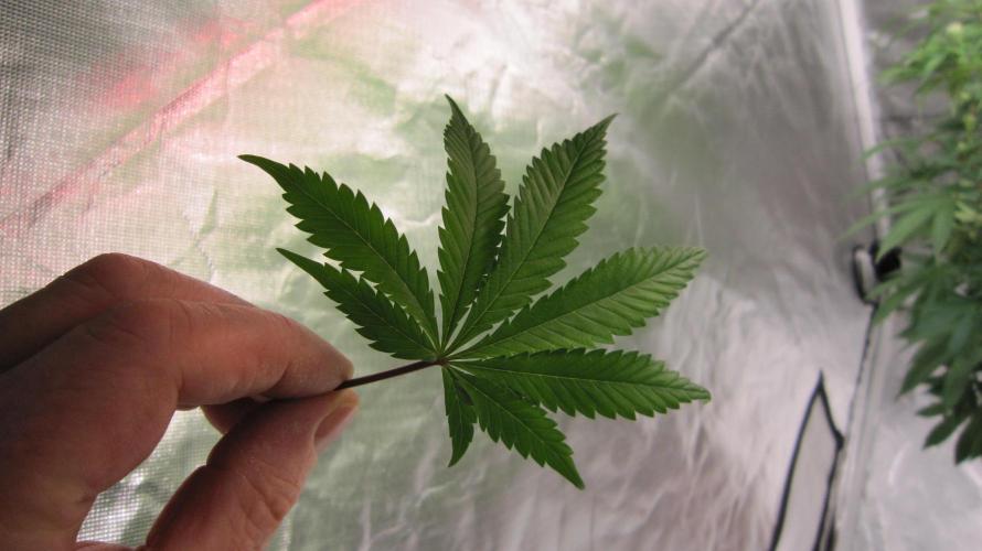 Gelatdos Jabb... My crossing.. Week 17 - Found a 8 finger leaf when doing trimming last week.