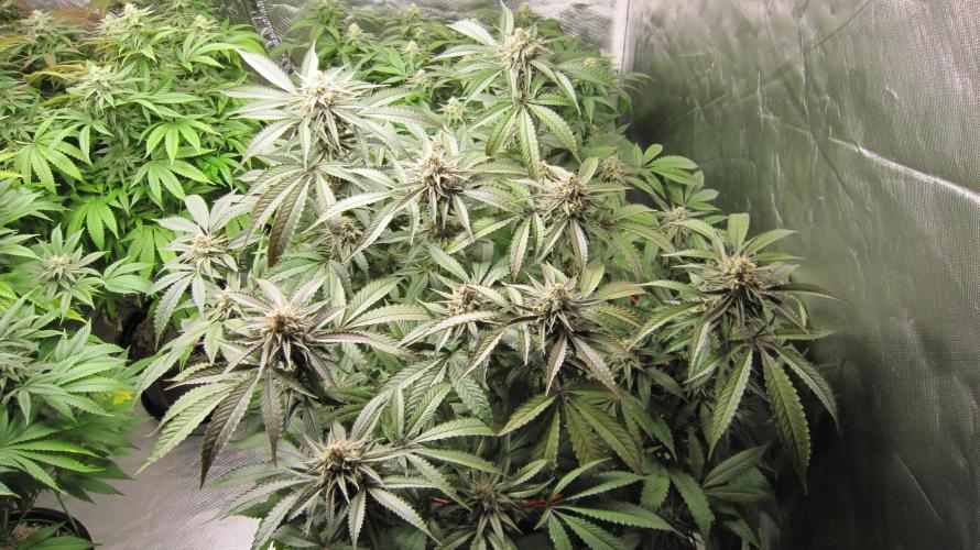 💪🔥⚡ Hulk OG - by IZI. Week 18 - Hulk OG