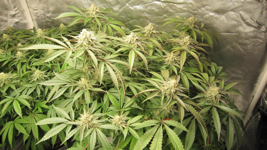 💪🔥⚡ Hulk OG - by IZI. Week 18 - Hulk OG