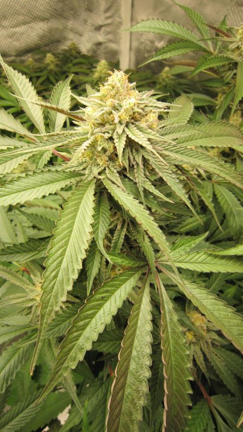 💪🔥⚡ Hulk OG - by IZI. Week 18 - hulk OG