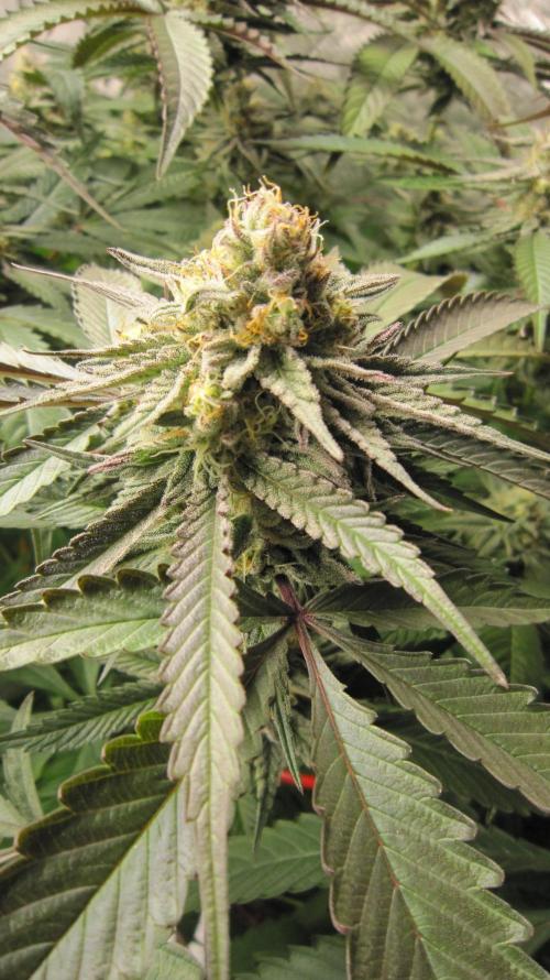 💪🔥⚡ Hulk OG - by IZI. Week 18 - Hulk OG