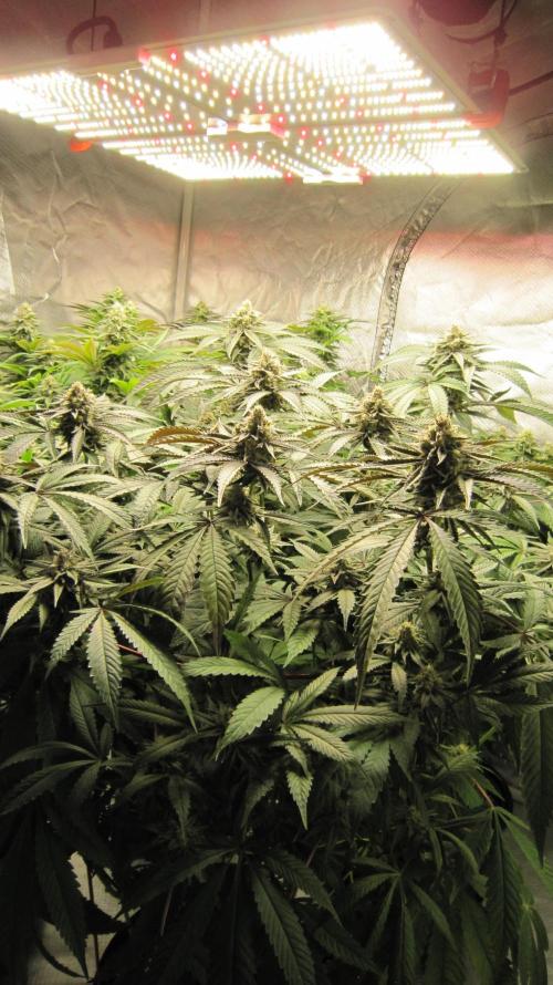 💪🔥⚡ Hulk OG - by IZI. Week 18 - Hulk OG